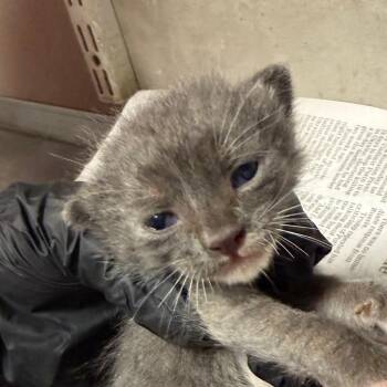 Trix -  Domestic Short Hair Cat for Adoption in Yuma, Arizona - Trix | PetCurious