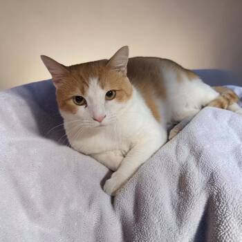 Ginger -  Domestic Short Hair Cat for Adoption in Chuckey, Tennessee - Ginger | PetCurious