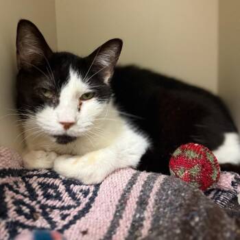 Acacia -  Domestic Short Hair Cat for Adoption in Fairport, New York - Acacia | PetCurious