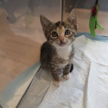 Lizzie -  Calico and Domestic Short Hair Cat for Adoption in Mastic, New York - Lizzie | PetCurious