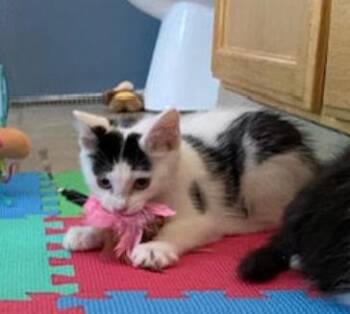Tidbit -  Domestic Short Hair Cat for Adoption in Fort Collins, Colorado - Tidbit | PetCurious