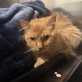 Papaya -  Domestic Medium Hair Cat for Adoption in Louisville, Kentucky - Papaya | PetCurious