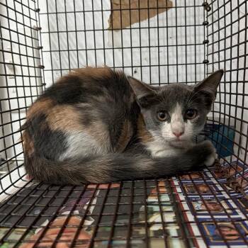 Lizzy -  Domestic Short Hair Cat for Adoption in Edinburg, Texas - Lizzy | PetCurious