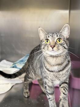 Cayenne -  Domestic Short Hair Cat for Adoption in Wantagh, New York - Cayenne | PetCurious