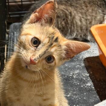 Jessica Rabbit -  American Bobtail Cat for Adoption in Mount Vernon, Arkansas - Jessica Rabbit | PetCurious
