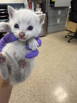 Domestic Short Hair Cats Available for Adoption in Doral, Florida - APOLLO | PetCurious