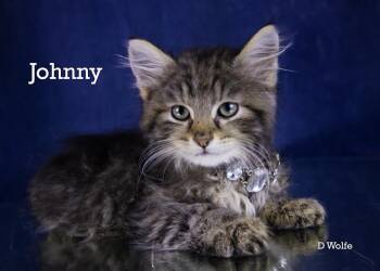 Johnny -  Domestic Short Hair Cat Available for Adoption in York, Nebraska - Johnny | PetCurious