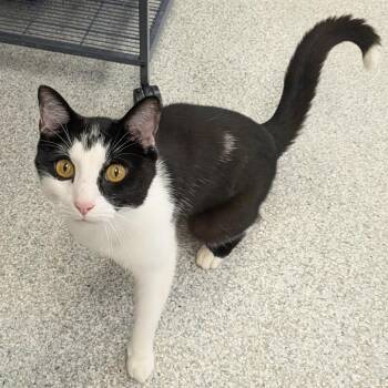Jeff -  Domestic Short Hair Cat for Adoption in Hannibal, Missouri - Jeff | PetCurious