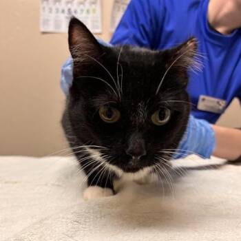 Domestic Short Hair Cats Available for Adoption - Olivia | PetCurious