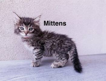MITTENS -  Domestic Long Hair Cat for Adoption in Colorado Springs, Colorado - MITTENS | PetCurious