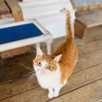 Rescue Domestic Short Hair Cats for Adoption in Brownsboro, Alabama - Mrs. Terry | PetCurious