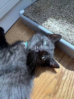 4 Runner -  Domestic Short Hair Cat for Adoption in Chicago, Illinois - 4 Runner | PetCurious