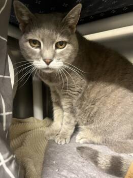 Rescue Domestic Short Hair Cats for Adoption in Santa Rosa, California - Galaxy | PetCurious