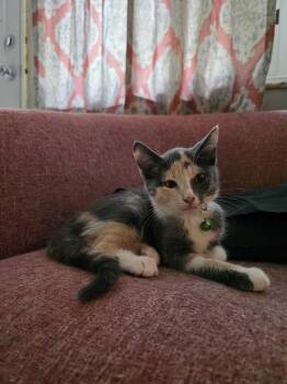 Mina -  Domestic Short Hair and Dilute Tortoiseshell Cat for Adoption in Maitland, Florida - Mina | PetCurious