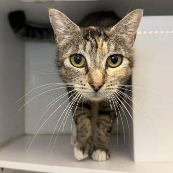 Shilton -  Domestic Short Hair Cat for Adoption in Los Angeles, California - Shilton | PetCurious