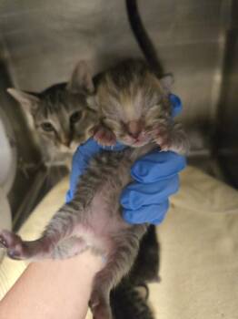 BESSIE -  Domestic Short Hair Cat for Adoption in Hagerstown, Maryland - BESSIE | PetCurious