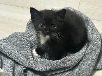 Rescue Domestic Medium Hair and Siamese Cats for Adoption in Austin, Texas - Sierra Nevada | PetCurious