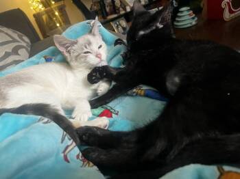 Domestic Short Hair Cats Available for Adoption - Ivy | PetCurious