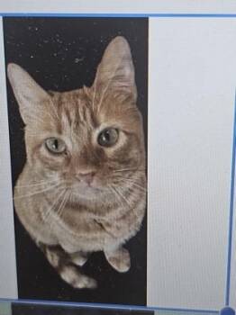 Domestic Short Hair Cats Available for Adoption in Cincinnati, Ohio - Tara Martin | PetCurious