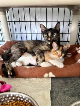 Naya -  Domestic Short Hair Cat for Adoption in Hartford City, Indiana - Naya | PetCurious