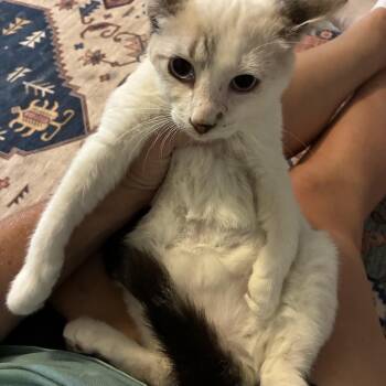 Rescue Domestic Short Hair Cats for Adoption in Haines City, Florida - Ronan | PetCurious