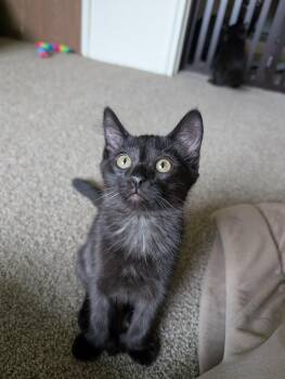 Kraken -  Domestic Short Hair Cat for Adoption in Grand Rapids, Michigan - Kraken | PetCurious