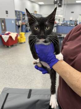 Domestic Short Hair Cats Available for Adoption in Palmetto, Florida - A136624 | PetCurious