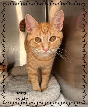 Domestic Short Hair and Tabby Cats Available for Adoption in Marietta, Georgia - TANGI | PetCurious