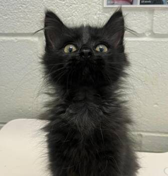 Inky -  Domestic Long Hair Cat for Adoption in Golden, Colorado - Inky | PetCurious