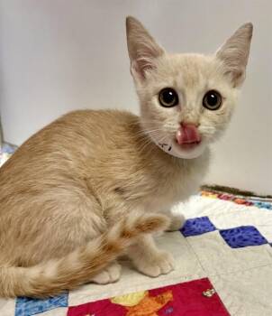 ARANCIA -  Domestic Short Hair Cat for Adoption in Sarasota, Florida - ARANCIA | PetCurious