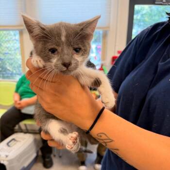 Rain -  Domestic Short Hair Cat for Adoption in Philadelphia, Pennsylvania - Rain | PetCurious