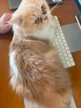 Pickles -  Persian Cat for Adoption in Fort Worth, Texas - Pickles | PetCurious