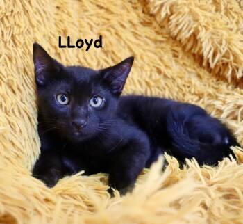 Lloyd -  Bombay Cat for Adoption in St. Augustine, Florida - Lloyd | PetCurious