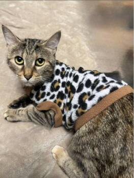 Domestic Short Hair Cats Available for Adoption - Jasmine | PetCurious