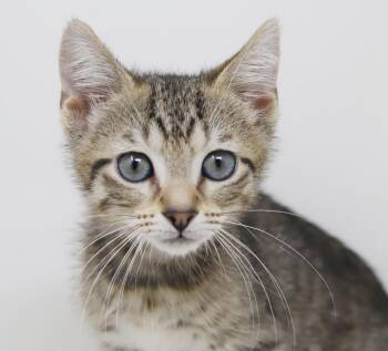 Tabby and Bengal Cats Available for Adoption in Bedford Hills, New York - Priya Will Fill Your Heart With Love And Kisses - BLUE GREY EYES | PetCurious