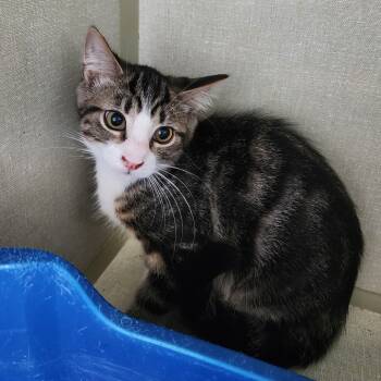 Rescue Domestic Short Hair Cats for Adoption in Monroe, Michigan - Malick | PetCurious