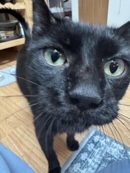 Domestic Short Hair Cats Available for Adoption in Wheaton, Illinois - Zeke | PetCurious