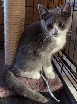 Callee -  Tuxedo Cat Available for Adoption in Hood River, Oregon - Callee | PetCurious