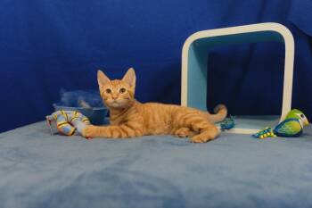 Kermit -  Domestic Short Hair Cat for Adoption in Roanoke, Texas - Kermit | PetCurious