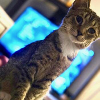 Mighty Morphin Meatball -  Domestic Short Hair Cat for Adoption in Seneca, South Carolina - Mighty Morphin Meatball | PetCurious