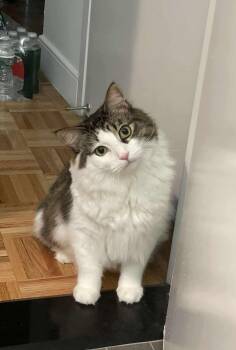 Rescue Domestic Long Hair Cats for Adoption in Closter, New Jersey - Charlie | PetCurious