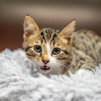 Brisket -  Domestic Short Hair Cat for Adoption in Gainesville, Georgia - Brisket | PetCurious