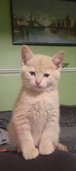 Domestic Short Hair Cats Available for Adoption in Zimmerman, Minnesota - Whisper | PetCurious