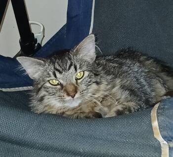 Domestic Short Hair Cats Available for Adoption in Dayton, Ohio - Penz | PetCurious