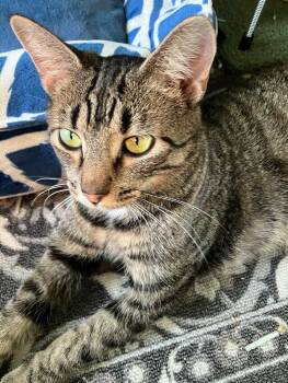Rescue Domestic Short Hair Cats for Adoption in Colmar, Pennsylvania - Momma Bear | PetCurious