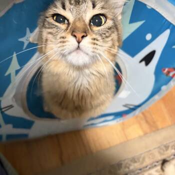 Domestic Long Hair Cats Available for Adoption in New Britain, Connecticut - Laleh | PetCurious