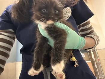 ASTRID -  Domestic Medium Hair Cat for Adoption in Riverside, California - ASTRID | PetCurious