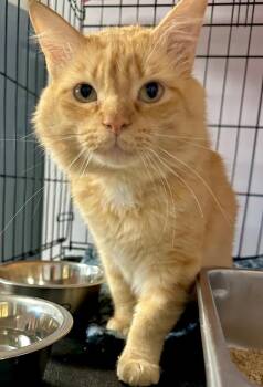 Domestic Medium Hair Cats Available for Adoption - Tyler | PetCurious