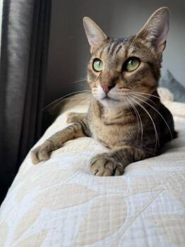 Tommy -  Domestic Short Hair Cat for Adoption in Minneapolis, Minnesota - Tommy | PetCurious