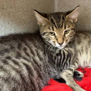 Car Horn -  Domestic Short Hair Cat for Adoption in Austin, Texas - Car Horn | PetCurious